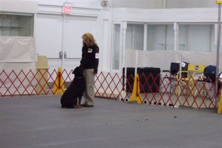 Ike 1st time in the Obedience Ring