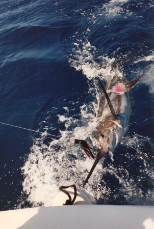 largest blue marlin 001