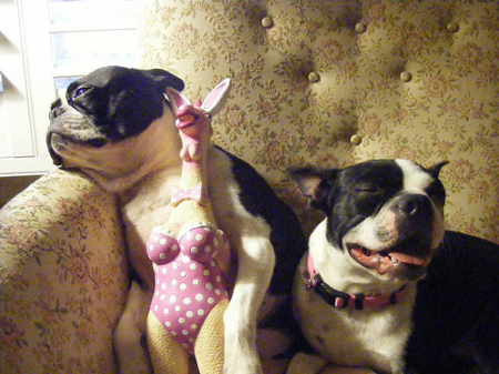 Garbo and Gunther - My Boston Terriers