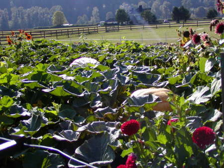 Giant Pumkins and flowers