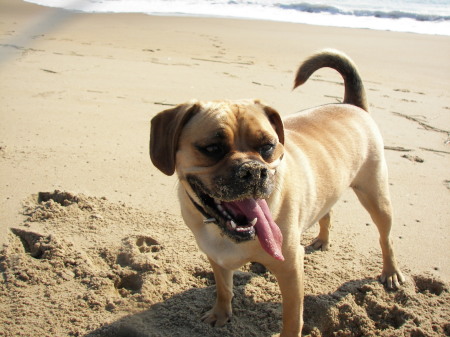 My Puggle, Jack, at Sandbridge Beach