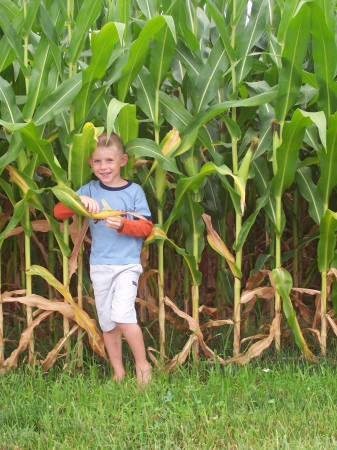 Maxwell in the corn 7/08