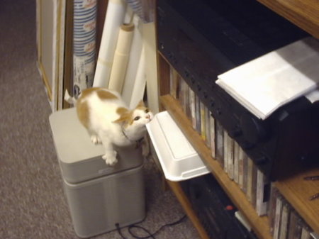 Scooter, raiding the lunch box.