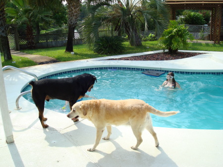 Both dogs in the pool 5 minutes later.