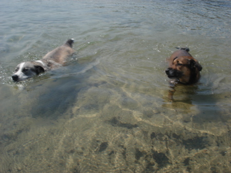 A couple of my dogs swimming