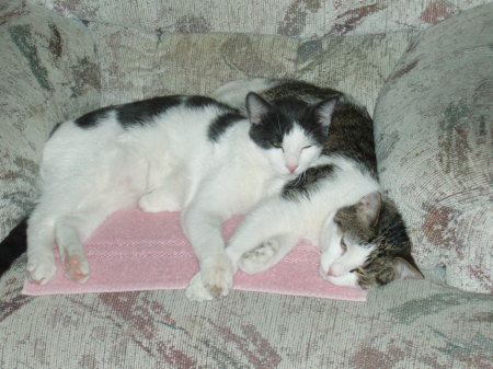 MY Kittens- Brothers Yankee & Rebel 2