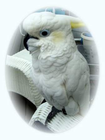 Paradise - The Cockatoo (15 years old)