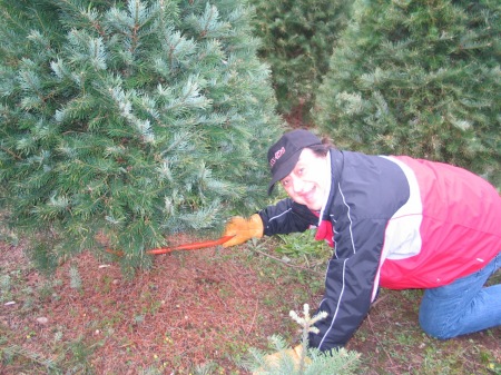 Christmas Tree chopping