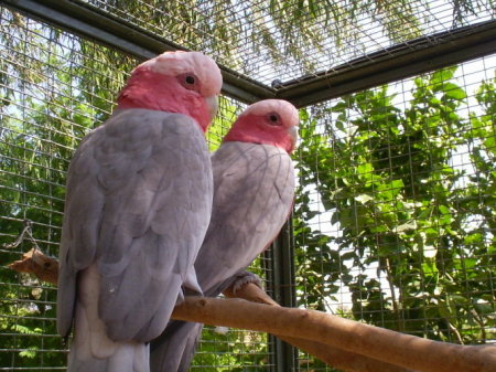 Chrissie and Baby the Galah Parrots