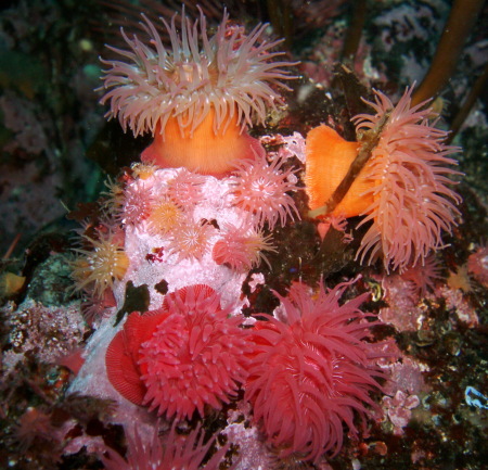 Sea Anemones