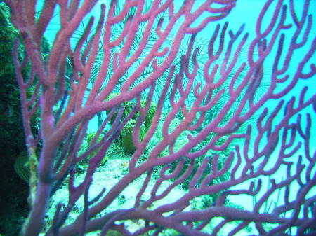 sea fan