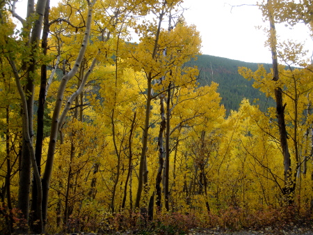 Fall Aspen Boreas Pass