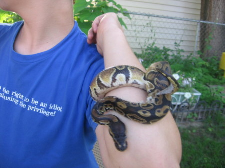 nephew pet snake pyhon