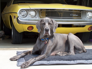 Bodie and our 1970 Challenger.