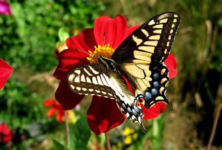 Butterflies love red flowers and ....