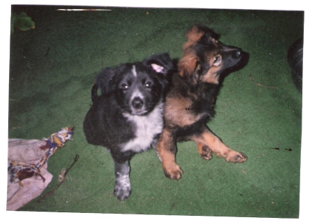sophie & sam as pups