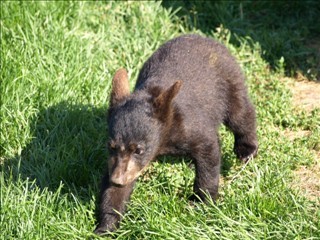 looking for Mama in Bear Country, USA