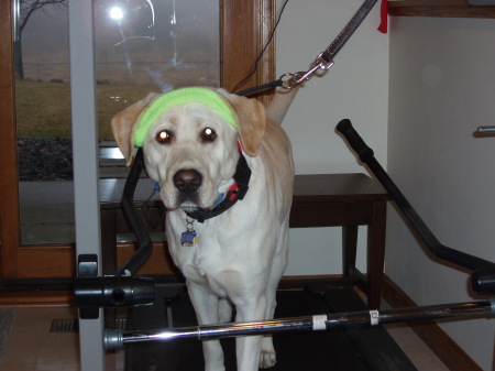 "Walk This Way" - Willow on the treadmill