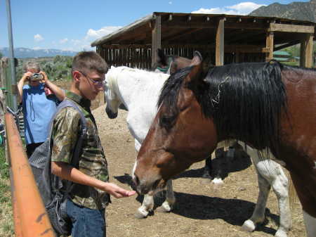 More horse feeding