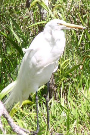 Everglades - Snowy Egret