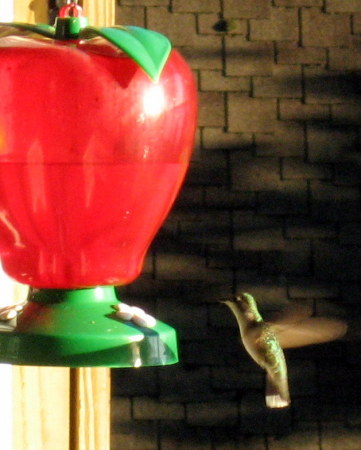 One of our visiting hummingbirds.