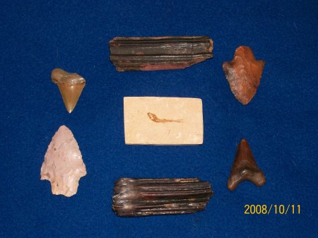 fossils-n-points