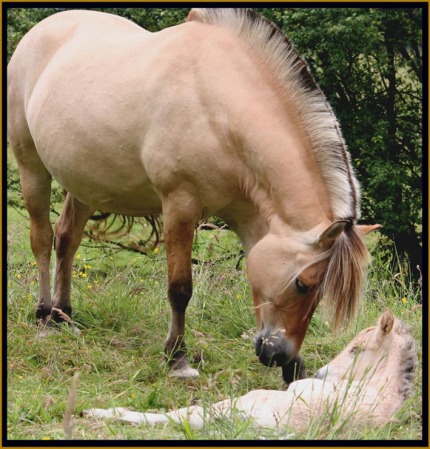 "Fjording" Norwegian Fjord Horse