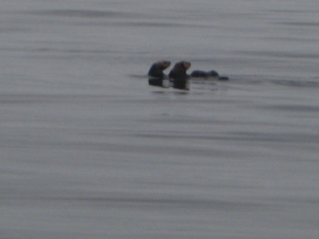 Sea Otters