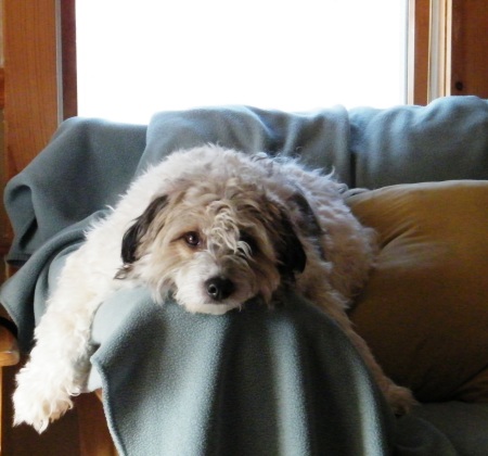 herc tired after snow walk 2009