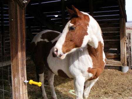 My horse Cookie