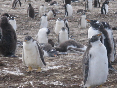 Penguins Antartica