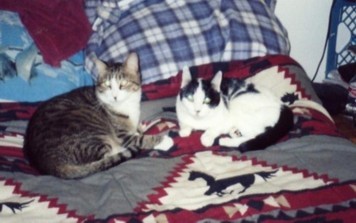 cats on bed1