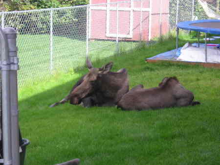 Moose in my yard..