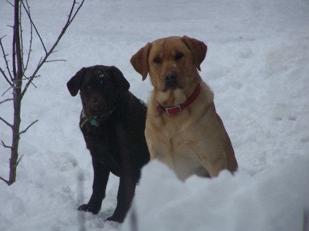 Snow dogs