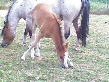 New filly, Willow!