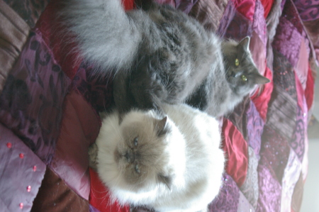 My beautiful cats Daissy & Buffy