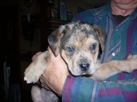This is my second Catahoula Leopard Cur Dog