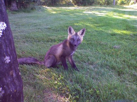 grey fox