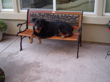 roxi on bench