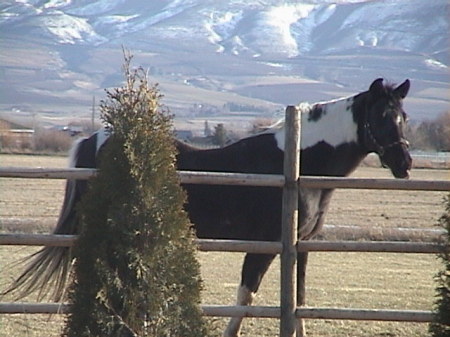 okemo,  my 25 yr old spotted saddle horse