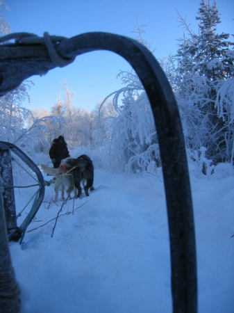 My first sled dog run