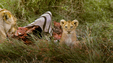 Maasai Mara, Kenya, 2010