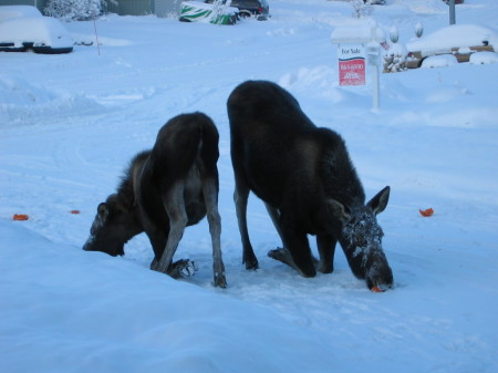 even moose pray,love,eat