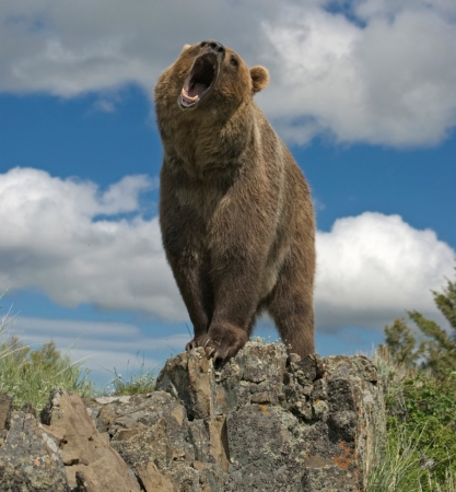 Alberta Grizzly