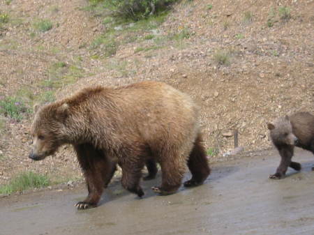 Grizzly Bear & Cubs  Denali National Park