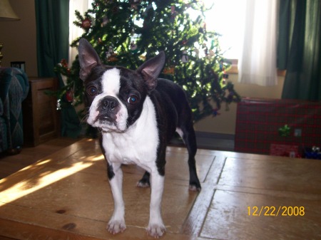 "Noelle" one of our Boston Terriers