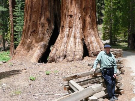 Sequoia Tree in Yosemite