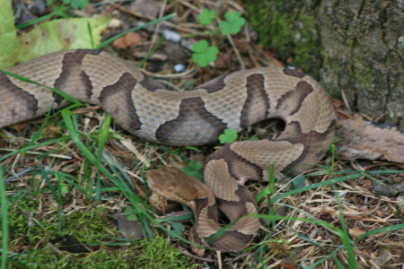 Copperhead