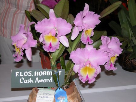 Awarded Orchid