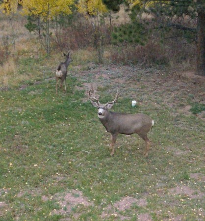 backyard mule deer